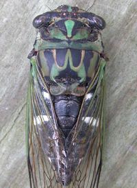 Coastal Scissor-grinder Cicada